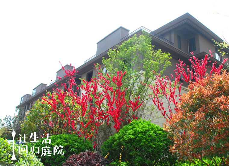 前后张望南阳50年：这样的庭院，，，，，，很难再有了！